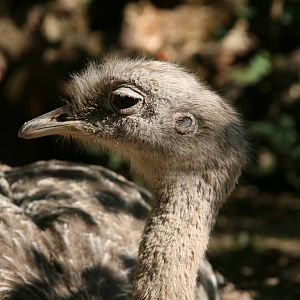 Darwin's rhea