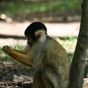 Squirril monkey