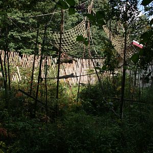 Golden-bellied capuchin exhibit