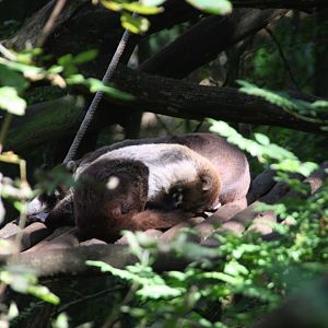 White-nosed coati