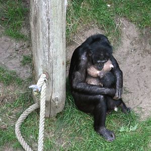 nursing Bonobo