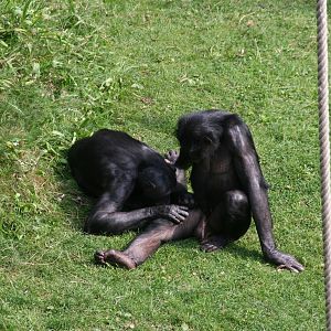 grooming bonobo's