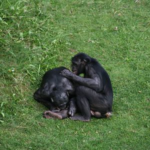 grooming bonobo's