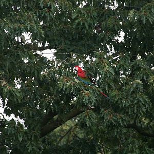 free flying Macaw