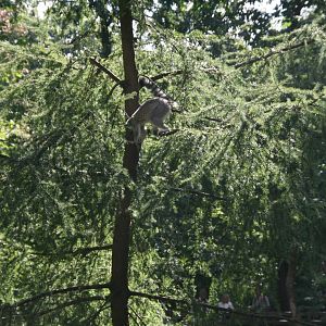 Ring-tailed lemur