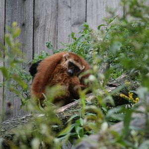 Blue-eyed black lemur or Sclater's lemur