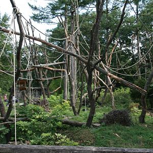 Lion-tailed macaque island