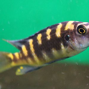 Pseudotropheus crabro