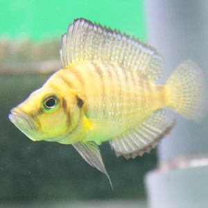 Altolamprologus species ( prop. compressiceps )