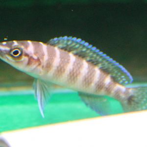 Neolamprologus ( prop. cylindricus )