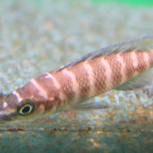 Neolamprologus cylindricus