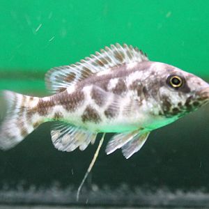 Nimbochromis livingstonii