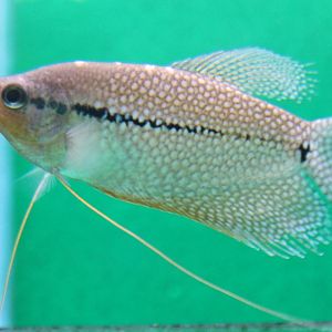 Pearl gourami