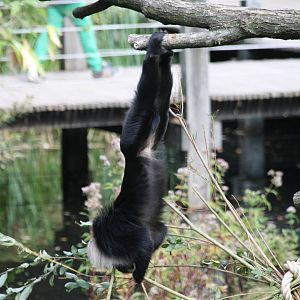 Lion-tailed macaque