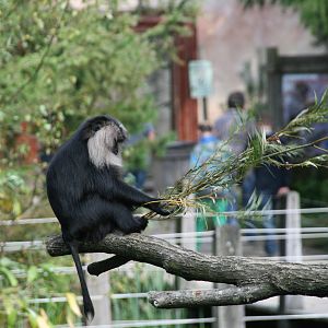 Lion-tailed macaque