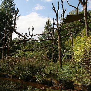 Probocis monkey island