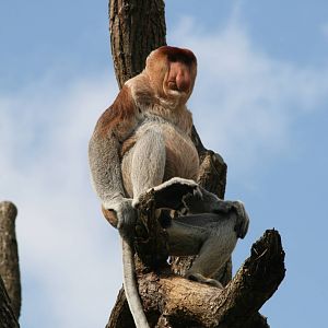 Proboscis monkey