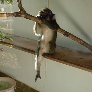 Female Allen's Swamp Monkey, January 2015