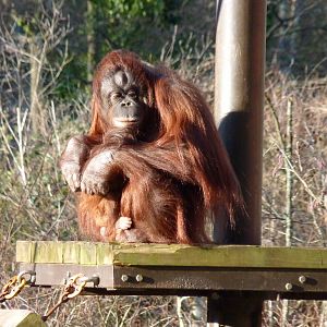 Bornean Orangutans, January 2015