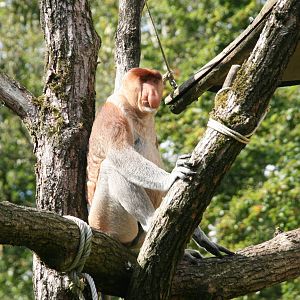 Proboscis monkey