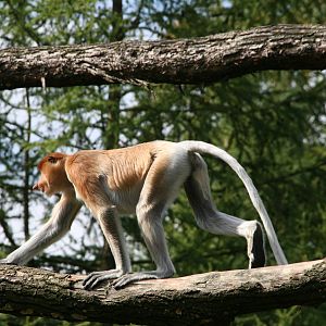 juvinile male Proboscis monkey