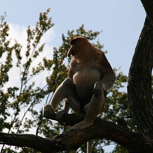 Proboscis monkey