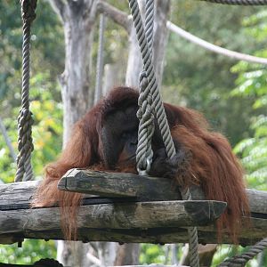 male Bornean orangutan