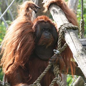 male Bornean orangutan