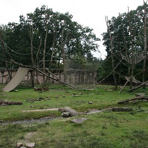 Barbary macaque exhibit