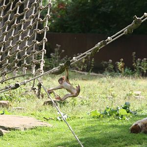 young Barbary macaque