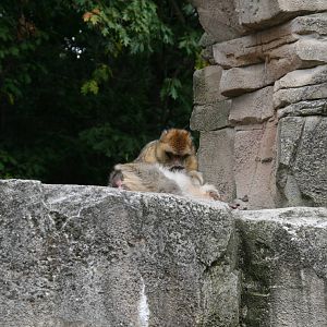 grooming Barbary macaque