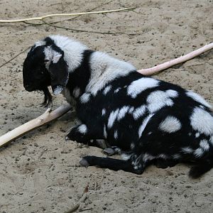 Anglo-Nubian goat or Nubian goat