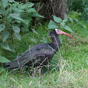 Northern bald ibis