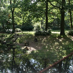 part of the Gorilla island