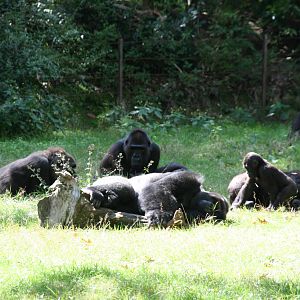 Gorilla family