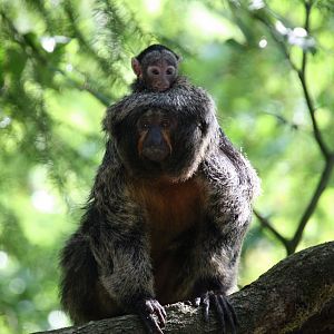 female White-faced saki whit a baby