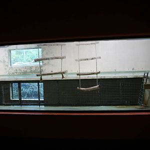 part of the Gorilla indoor enclosure