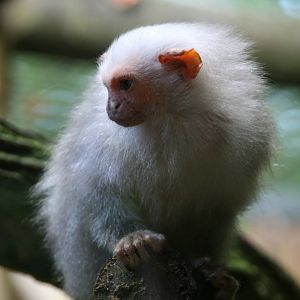 Silvery marmoset