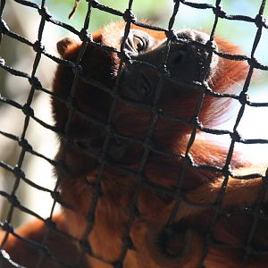 Venezuelan red howler