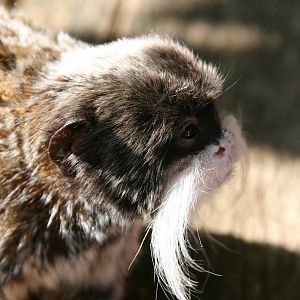Bearded emperor tamarin