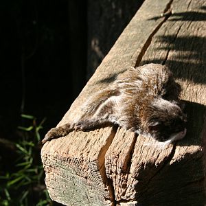 Bearded emperor tamarin relaxing in the sun
