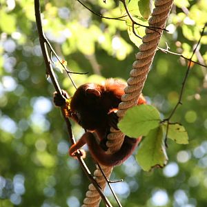 young Venezuelan red howler