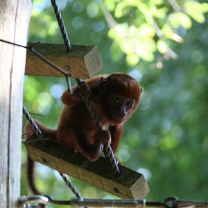 young Venezuelan red howler