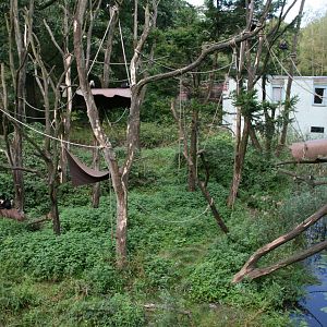White-headed capuchin island