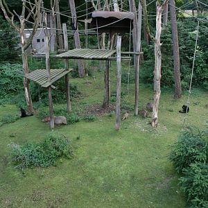Colombian spider monkey and capybara exhibit