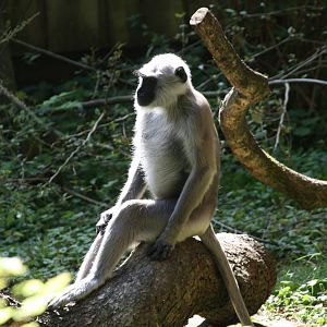 Gray langur