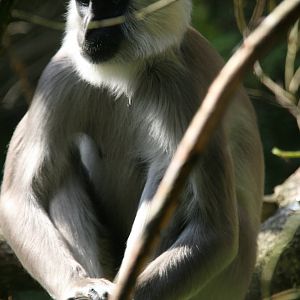 Gray langur