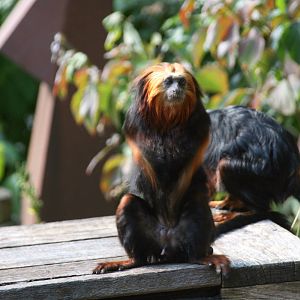 Golden-headed lion tamarin