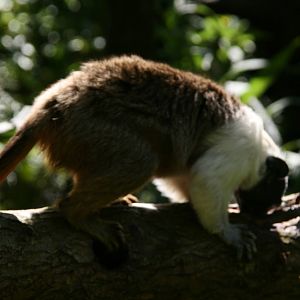 Pied tamarin