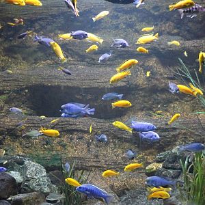 Malawi aquarium
